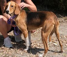 KODY, Hund, Pointer-Mix in Zypern - Bild 25