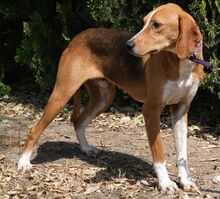 KODY, Hund, Pointer-Mix in Zypern - Bild 26