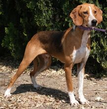 KODY, Hund, Pointer-Mix in Zypern - Bild 27