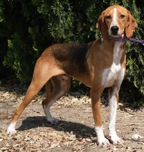 KODY, Hund, Pointer-Mix in Zypern - Bild 28