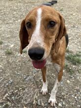 KODY, Hund, Pointer-Mix in Zypern - Bild 3