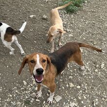 KODY, Hund, Pointer-Mix in Zypern - Bild 4