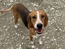 KODY, Hund, Pointer-Mix in Zypern - Bild 6