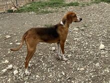 KODY, Hund, Pointer-Mix in Zypern - Bild 7