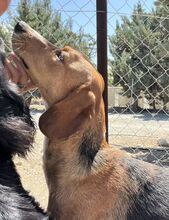 KODY, Hund, Pointer-Mix in Zypern - Bild 9