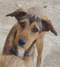 MANILA, Hund, Mischlingshund in Spanien