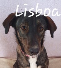 LISBOA, Hund, Mischlingshund in Spanien