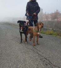 LISBOA, Hund, Mischlingshund in Spanien - Bild 4