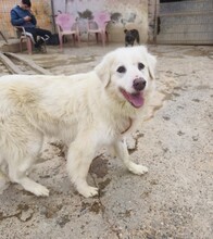 SIBERIA, Hund, Mischlingshund in Spanien
