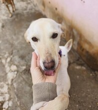 LIRA, Hund, Mischlingshund in Spanien