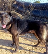 GORRION, Hund, Mischlingshund in Spanien - Bild 4