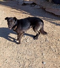 GORRION, Hund, Mischlingshund in Spanien - Bild 5