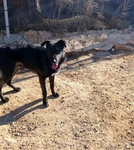 GORRION, Hund, Mischlingshund in Spanien - Bild 6