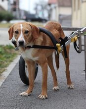 TANGO, Hund, Mischlingshund in Kroatien