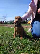 VALI, Hund, Mischlingshund in Rumänien - Bild 2