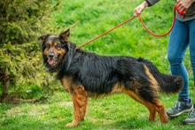 ZÜMI, Hund, Mischlingshund in Ungarn