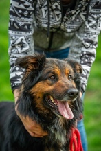 ZÜMI, Hund, Mischlingshund in Ungarn - Bild 12