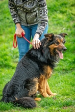 ZÜMI, Hund, Mischlingshund in Ungarn - Bild 2