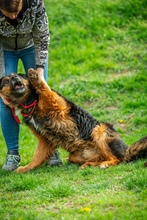 ZÜMI, Hund, Mischlingshund in Ungarn - Bild 3