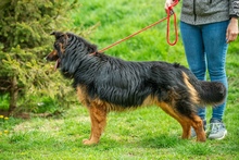 ZÜMI, Hund, Mischlingshund in Ungarn - Bild 4