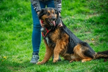 ZÜMI, Hund, Mischlingshund in Ungarn - Bild 5