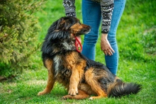 ZÜMI, Hund, Mischlingshund in Ungarn - Bild 6