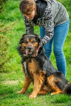 ZÜMI, Hund, Mischlingshund in Ungarn - Bild 7