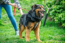 ZÜMI, Hund, Mischlingshund in Ungarn - Bild 9