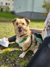 SMILEY, Hund, Mischlingshund in Gießen