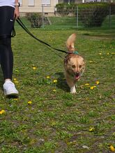 SMILEY, Hund, Mischlingshund in Gießen - Bild 5