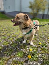 SMILEY, Hund, Mischlingshund in Gießen - Bild 6