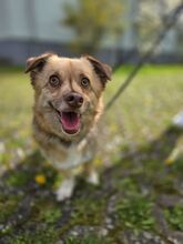 SMILEY, Hund, Mischlingshund in Gießen - Bild 7