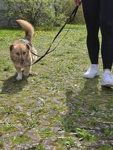 SMILEY, Hund, Mischlingshund in Gießen - Bild 8