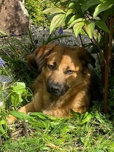 ASLAN, Hund, Mischlingshund in Eisenberg