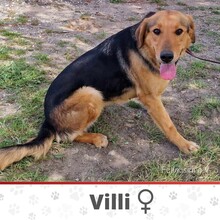 VILLI, Hund, Mischlingshund in Bulgarien