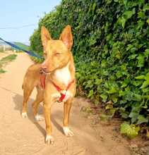 GIMBO, Hund, Podenco Andaluz in Spanien - Bild 2