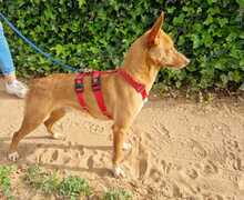 GIMBO, Hund, Podenco Andaluz in Spanien - Bild 3