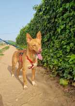 GIMBO, Hund, Podenco Andaluz in Spanien - Bild 4