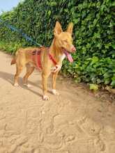 GIMBO, Hund, Podenco Andaluz in Spanien - Bild 5