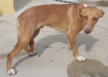 GIMBO, Hund, Podenco Andaluz in Spanien - Bild 6