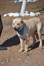 TILL, Hund, Labrador-Mix in Spanien - Bild 2