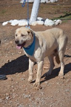 TILL, Hund, Labrador-Mix in Spanien - Bild 4