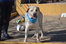 TILL, Hund, Labrador-Mix in Spanien - Bild 6