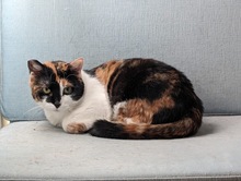 MARIE, Katze, Europäisch Kurzhaar in Bulgarien - Bild 2