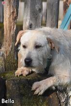 BELLA, Hund, Mischlingshund in Donzdorf - Bild 2