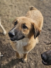 NEVILLELONGBOTTOM, Hund, Mischlingshund in Griechenland - Bild 2