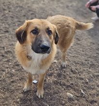 NEVILLELONGBOTTOM, Hund, Mischlingshund in Griechenland - Bild 3