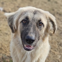 REMUSLUPIN, Hund, Mischlingshund in Griechenland - Bild 1