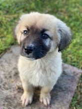 REMUSLUPIN, Hund, Mischlingshund in Griechenland - Bild 10