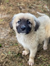 REMUSLUPIN, Hund, Mischlingshund in Griechenland - Bild 12